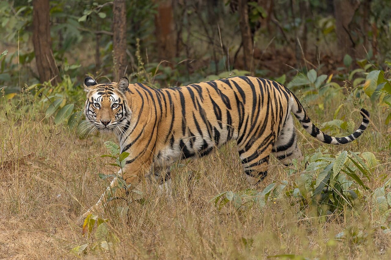Chitwan National Park 3