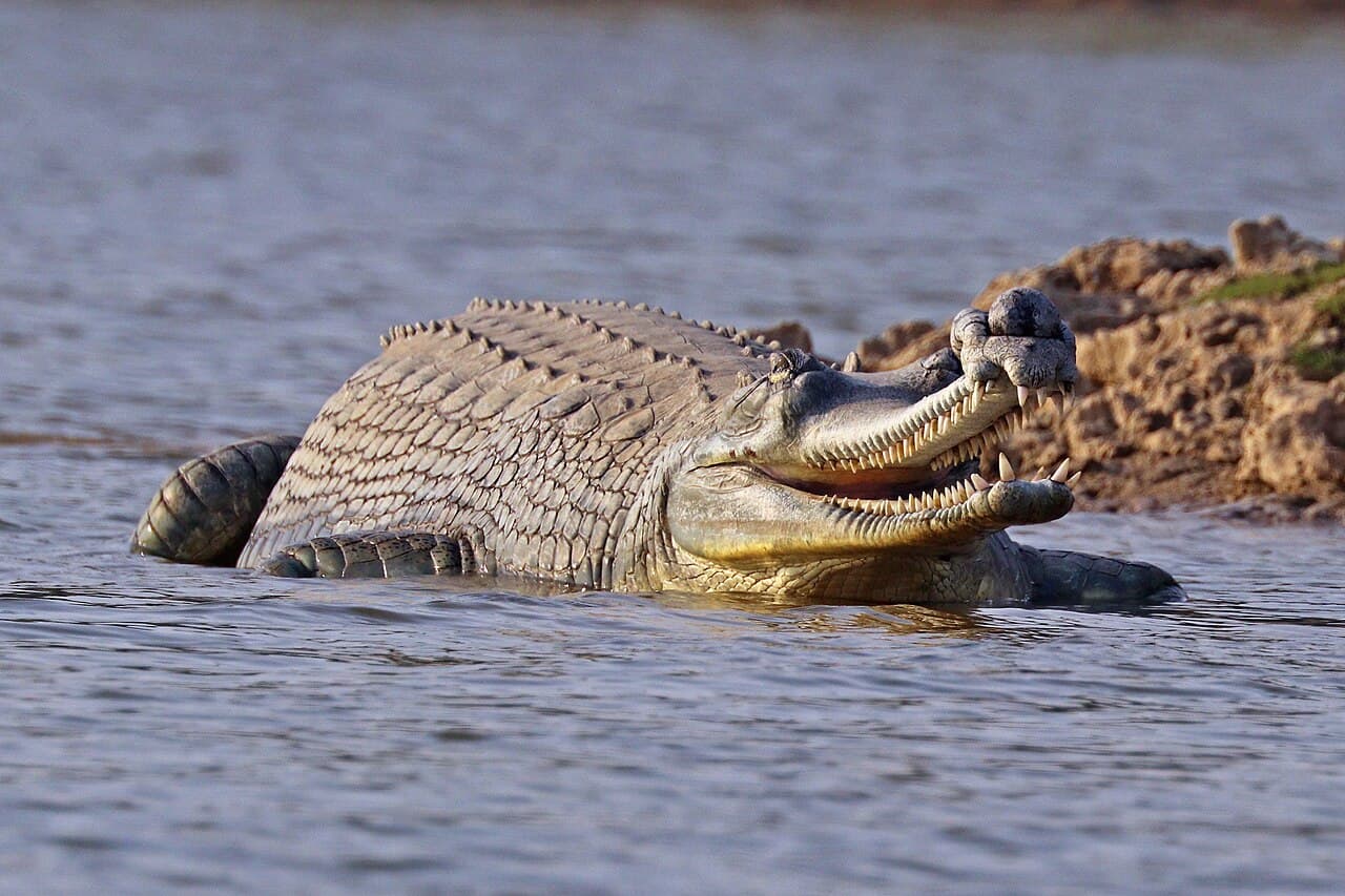 Chitwan National Park 5