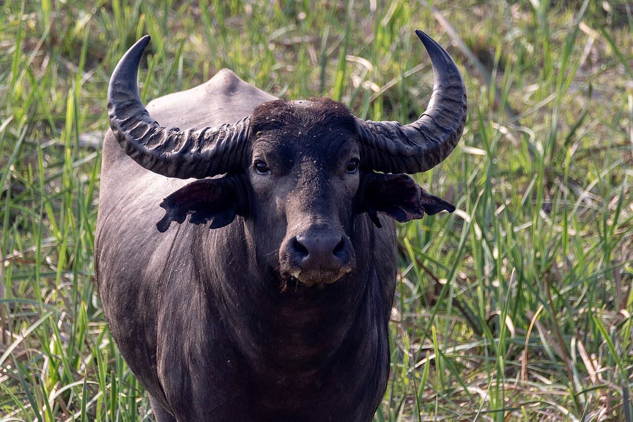 Koshi Tappu Wildlife Reserve