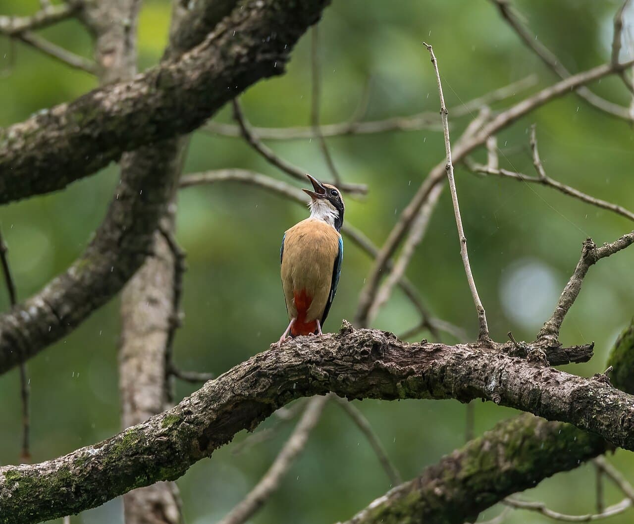 Parsa National Park 2