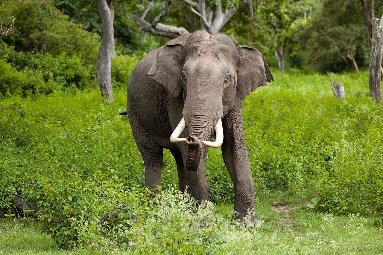 Parsa National Park
